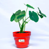 Taro Root Arbi Plant
