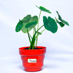 Taro Root Arbi Plant