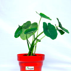 Taro Root Arbi Plant
