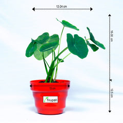 Taro Root Arbi Plant