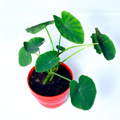 Taro Root Arbi Plant