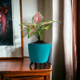 Aglaonema Pink Plant
