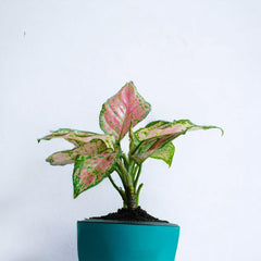 Aglaonema Pink Plant