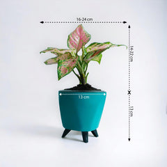 Aglaonema Pink Plant