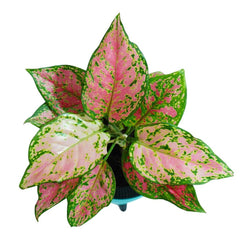 Aglaonema Pink Plant