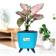 Aglaonema Pink Plant