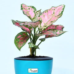 Aglaonema Pink Plant