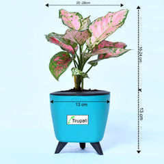 Aglaonema Pink Plant