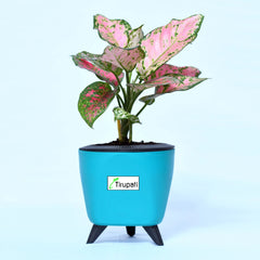 Aglaonema Pink Plant