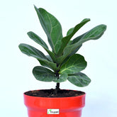 Lyrata Ficus Plant
