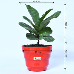 Lyrata Ficus Plant
