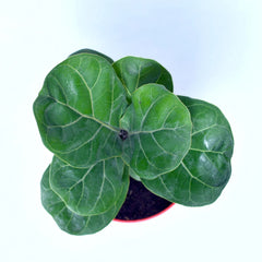 Lyrata Ficus Plant