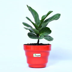 Lyrata Ficus Plant