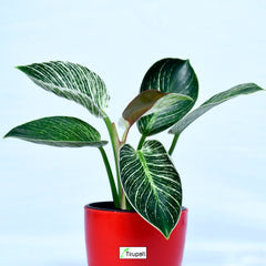 Philodendron Birkin Plant