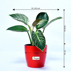 Philodendron Birkin Plant