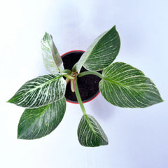 Philodendron Birkin Plant