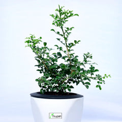 Mini Madhukamini Plant