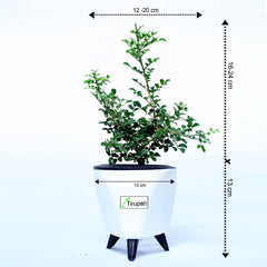 Mini Madhukamini Plant