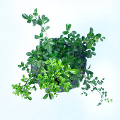 Mini Madhukamini Plant