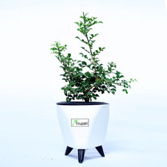 Mini Madhukamini Plant