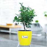 Mini Madhukamini Plant