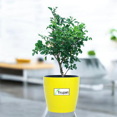 Mini Madhukamini Plant