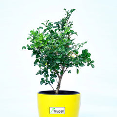 Mini Madhukamini Plant