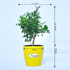 Mini Madhukamini Plant