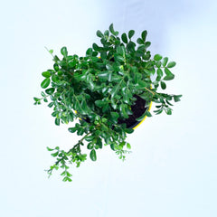 Mini Madhukamini Plant