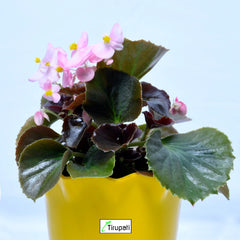 Begonia Plant