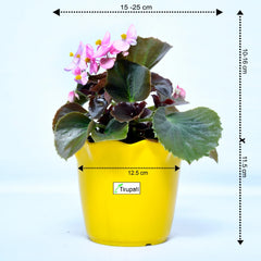 Begonia Plant