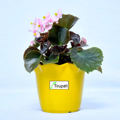 Begonia Plant