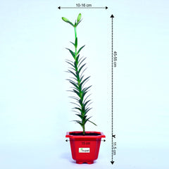 Lilium Plant