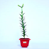 Lilium Plant