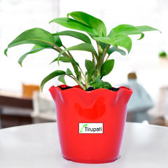 Philodendron Ceylon Plant