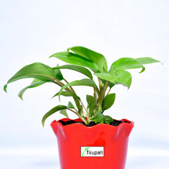 Philodendron Ceylon Plant