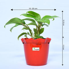 Philodendron Ceylon Plant