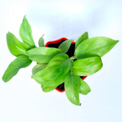 Philodendron Ceylon Plant