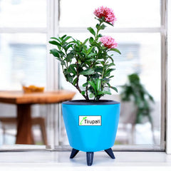 Mini Ixora Plant