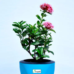 Mini Ixora Plant