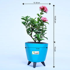 Mini Ixora Plant