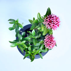 Mini Ixora Plant