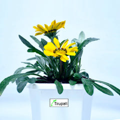 Zinnia Plant