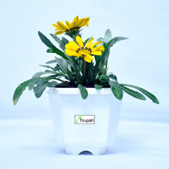 Zinnia Plant