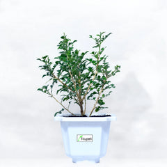 Mini Madhukamini Plant