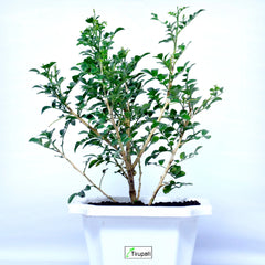 Mini Madhukamini Plant