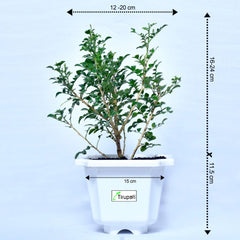 Mini Madhukamini Plant