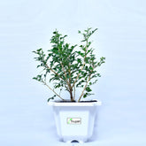 Mini Madhukamini Plant