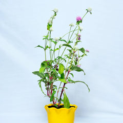Gomphrena globosa Plant