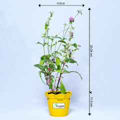 Gomphrena globosa Plant